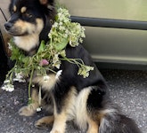 Baylee finsk lapphund