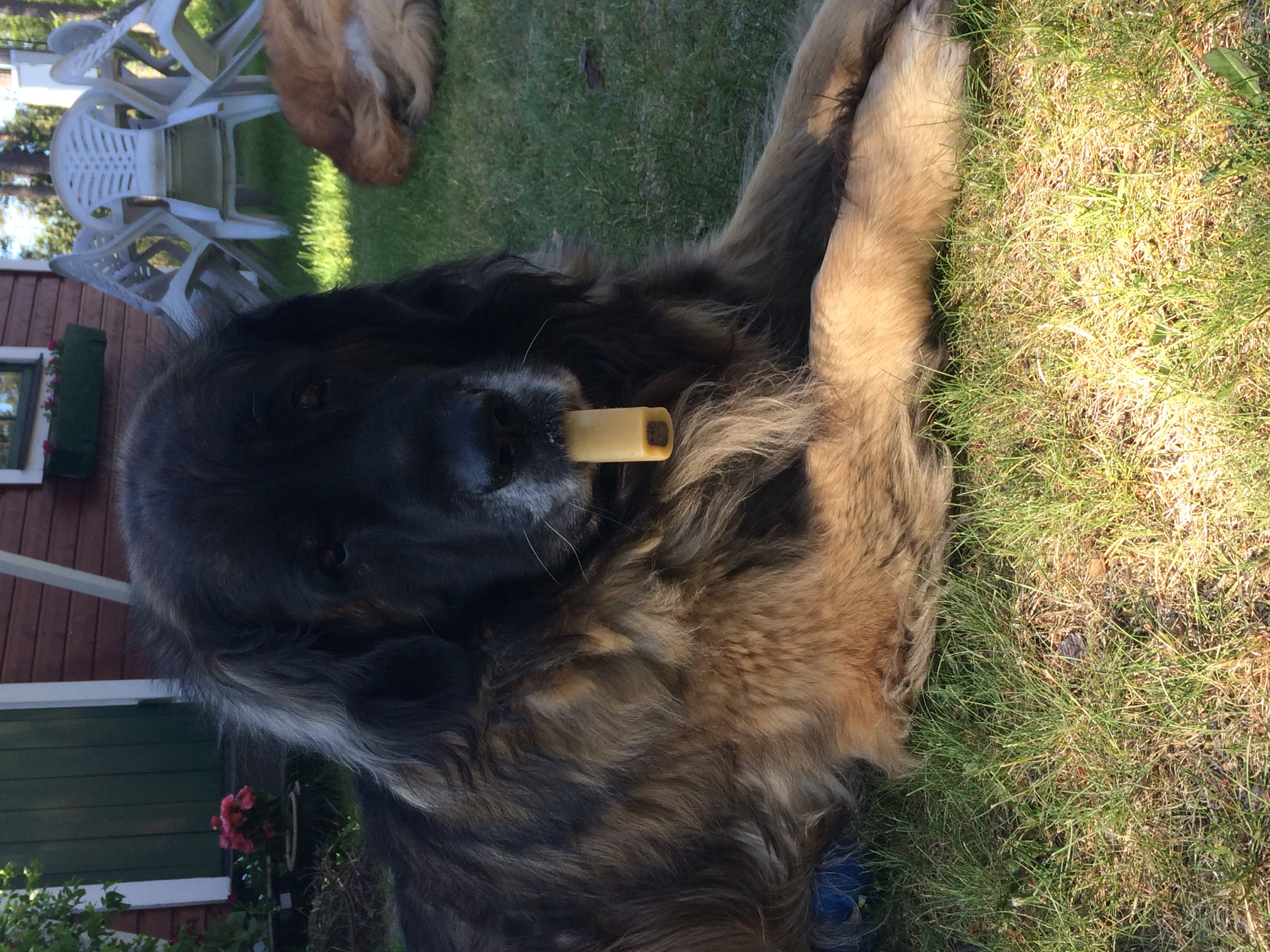 Bamse våran änglahubd