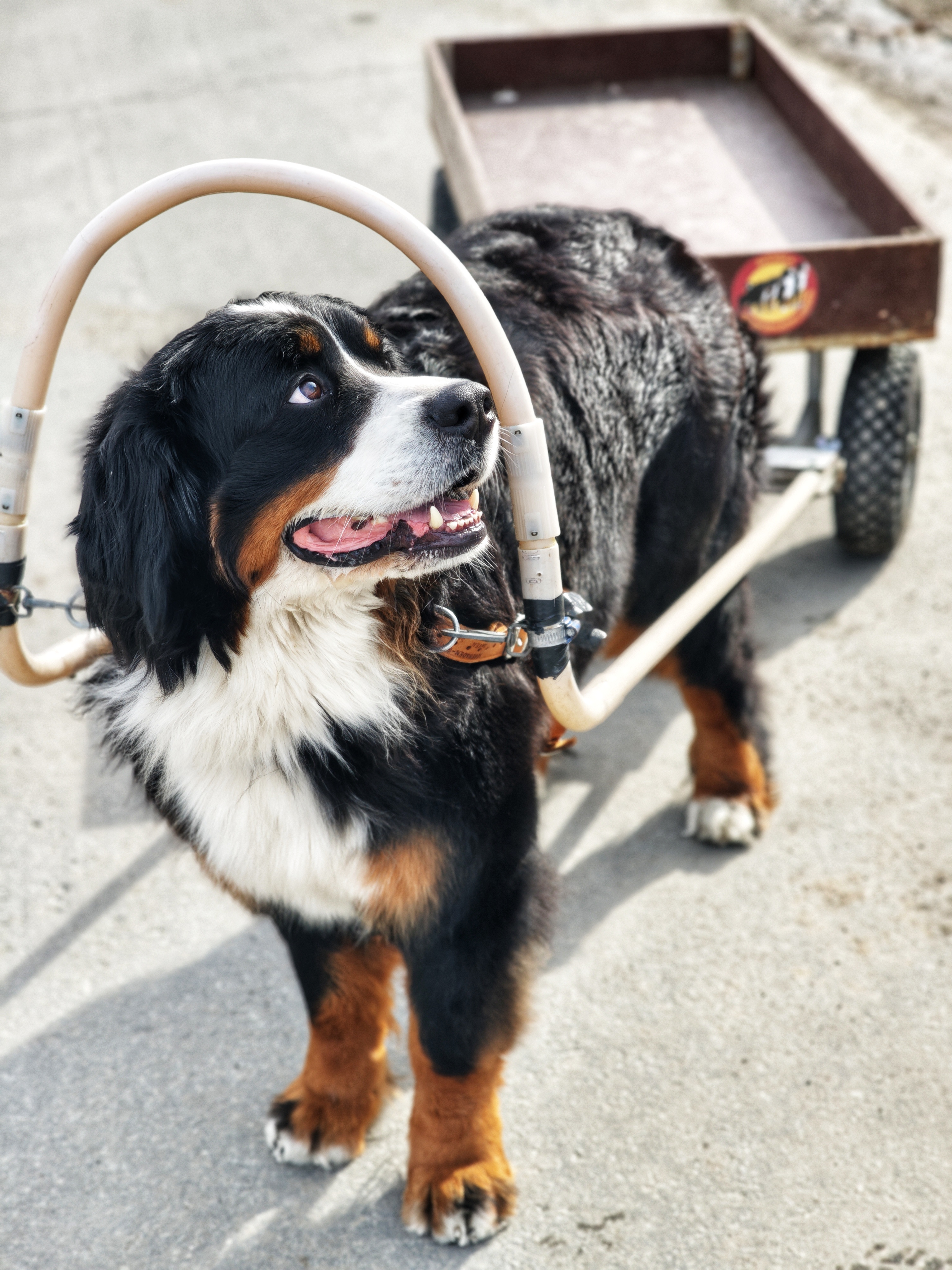 Syrran, Berner sennen