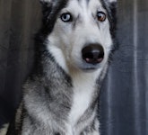 Nala