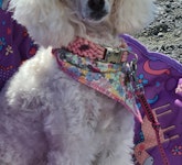 Lilja