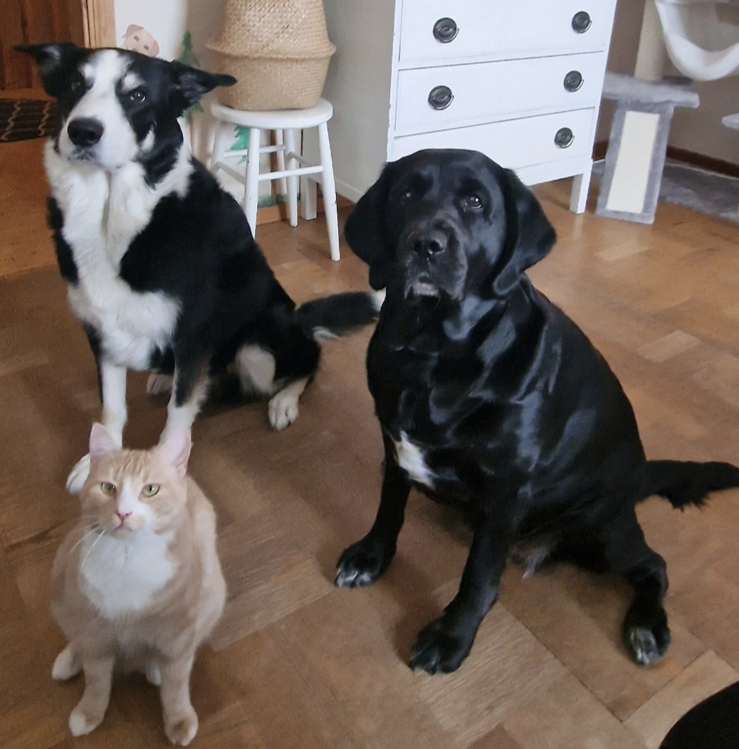 Bästa trion, Hundarna Zacke och Zelda och katten Pumba.