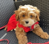 ~Lady in red~