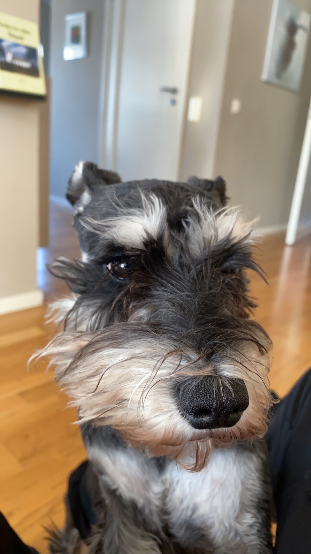 Windy söta aphunden