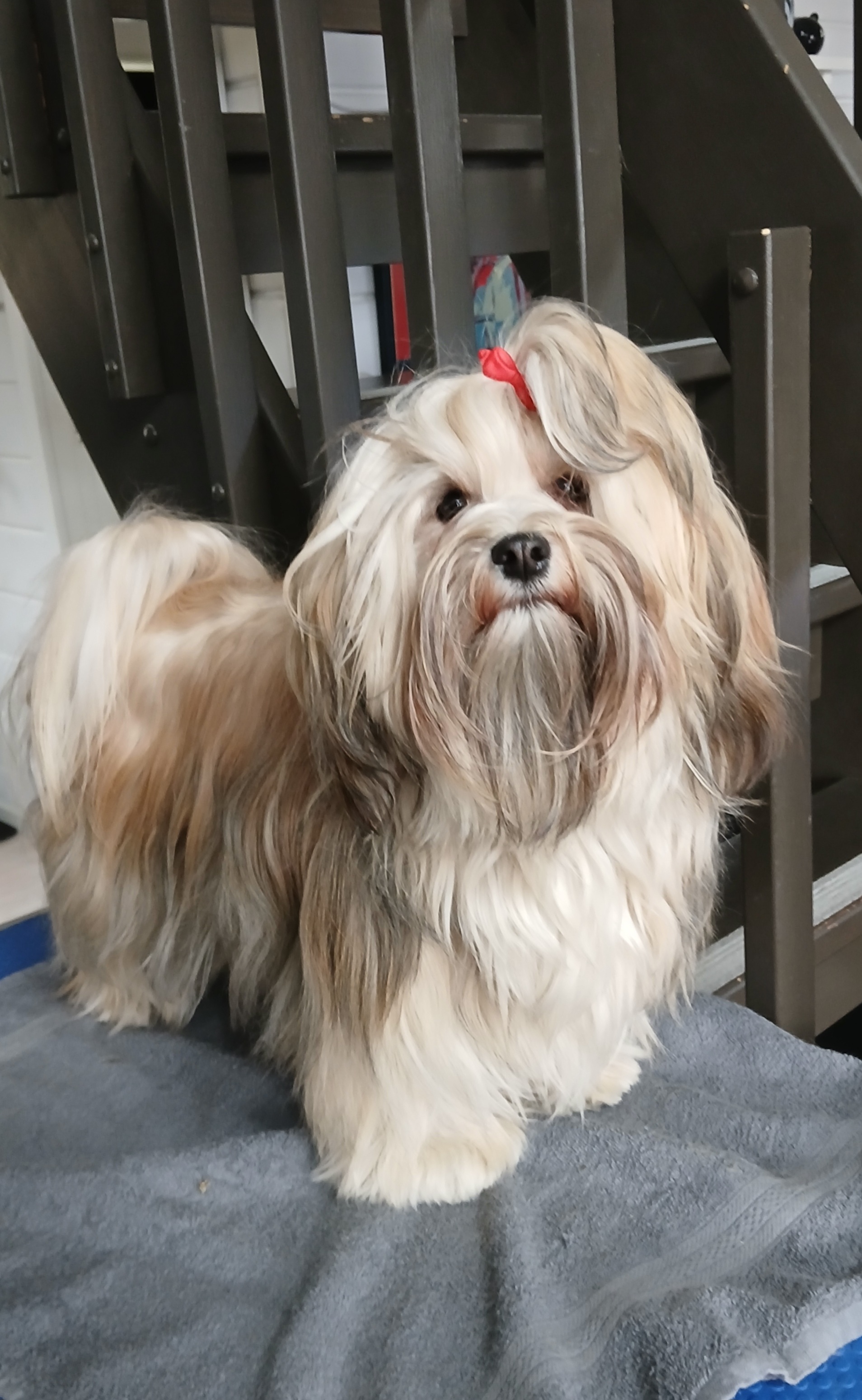 Eváns Aha Magic Mouse Agda Bichon Havanaise född april 2024