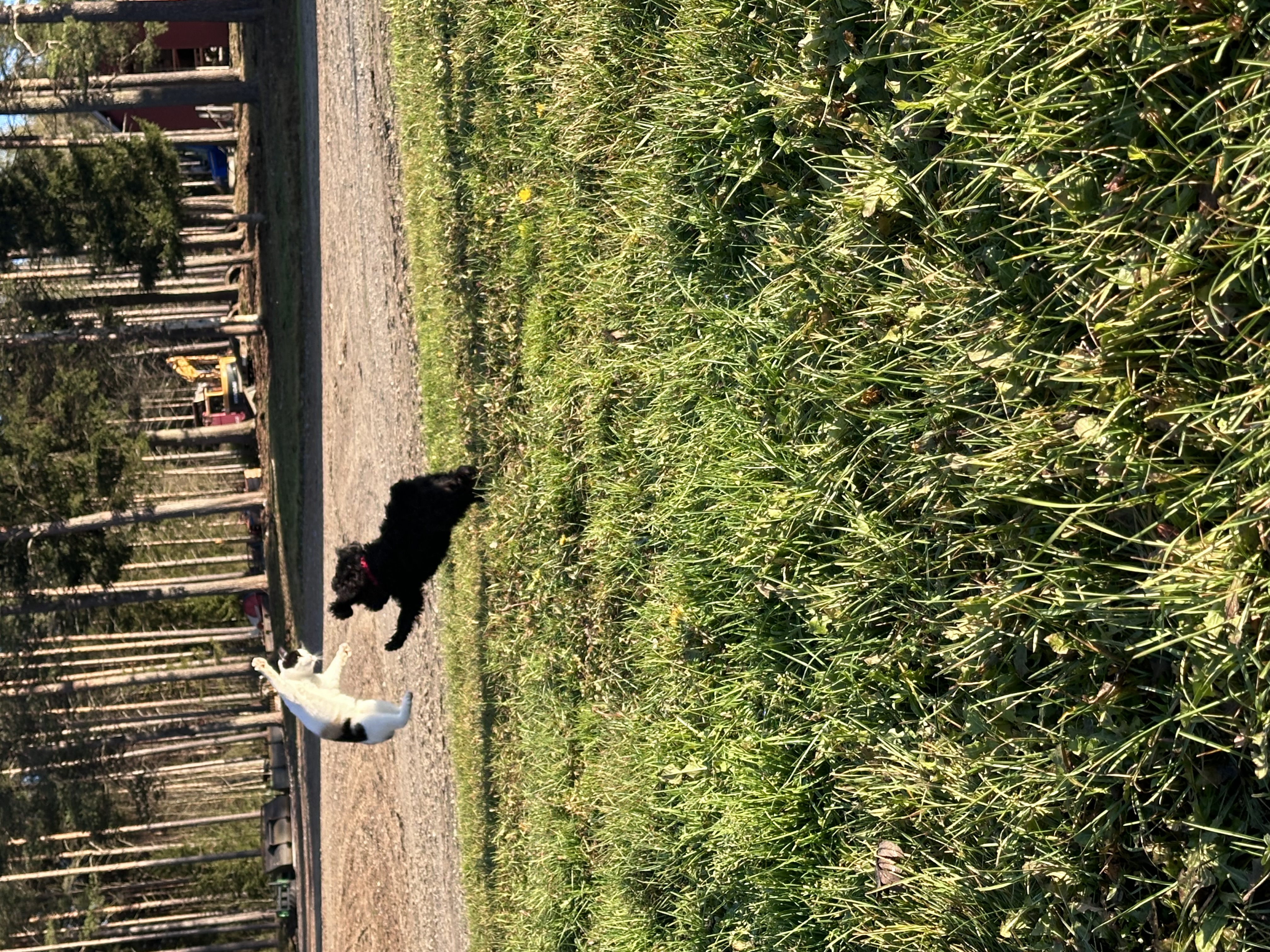 Hicke leker med sin katt-bästis Bensin