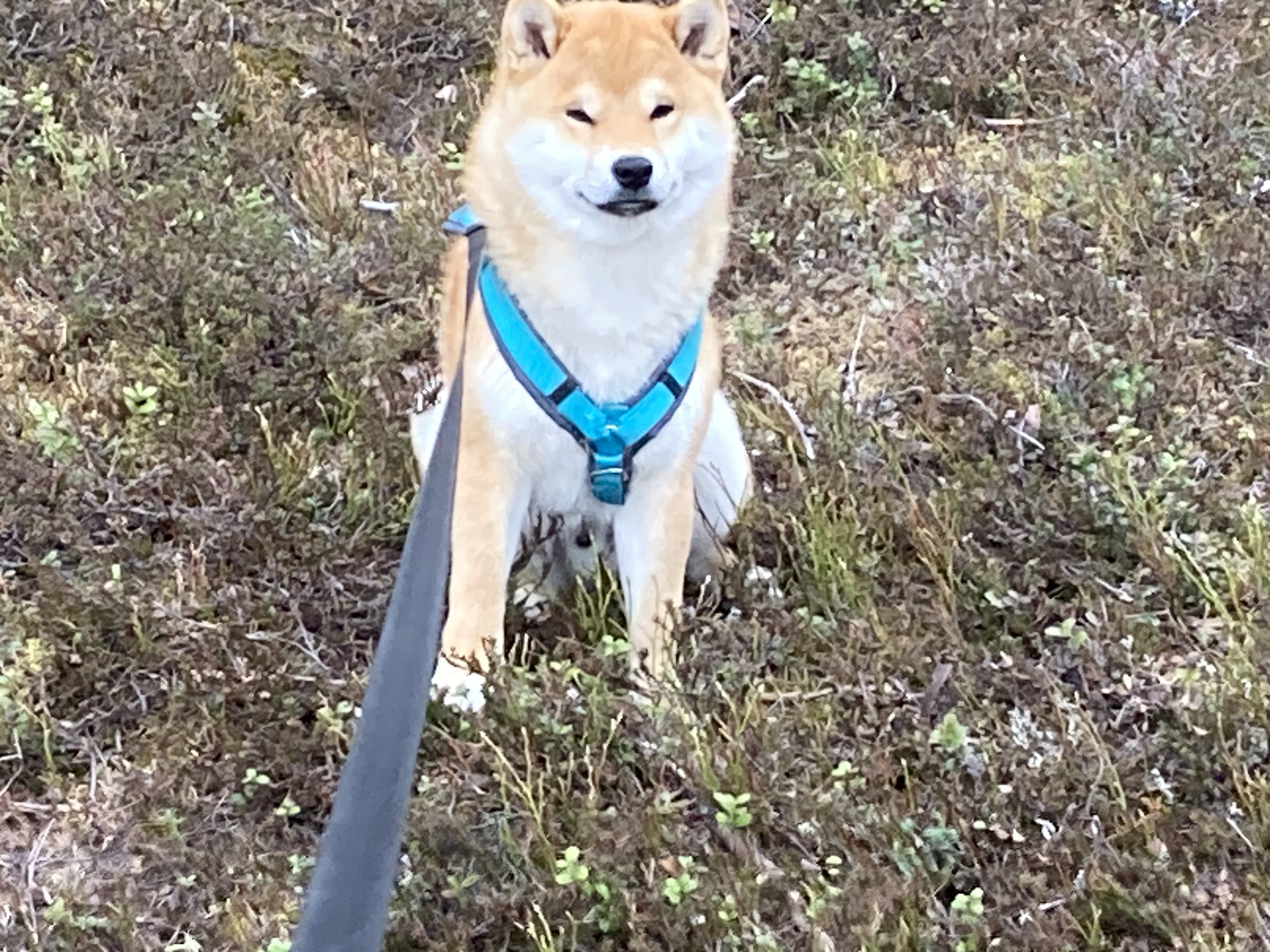 Juro 2 år Shiba Inu