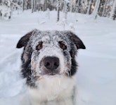 Larsson i snön
