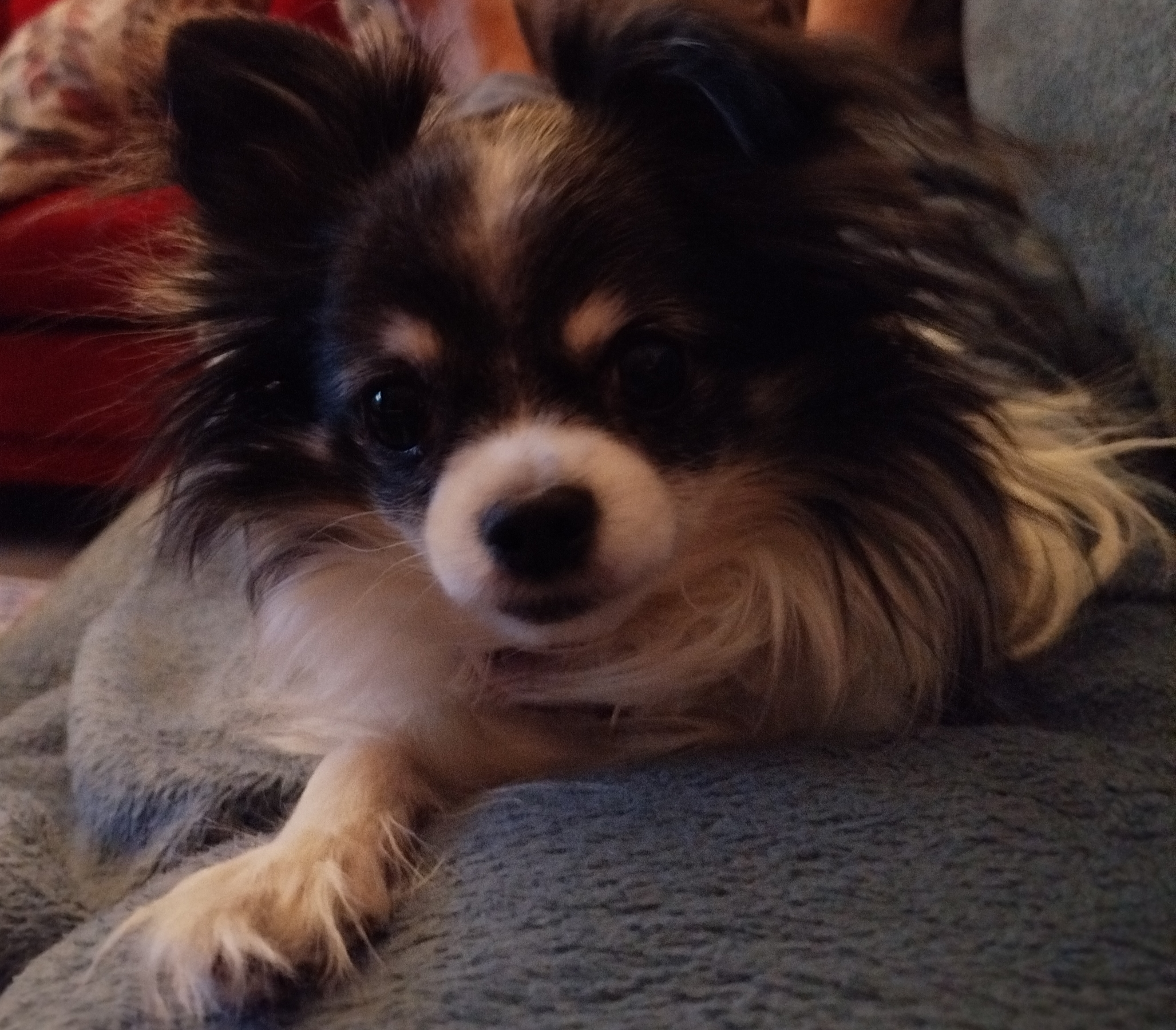 Trixie,busig glad men har bara 3 ben.