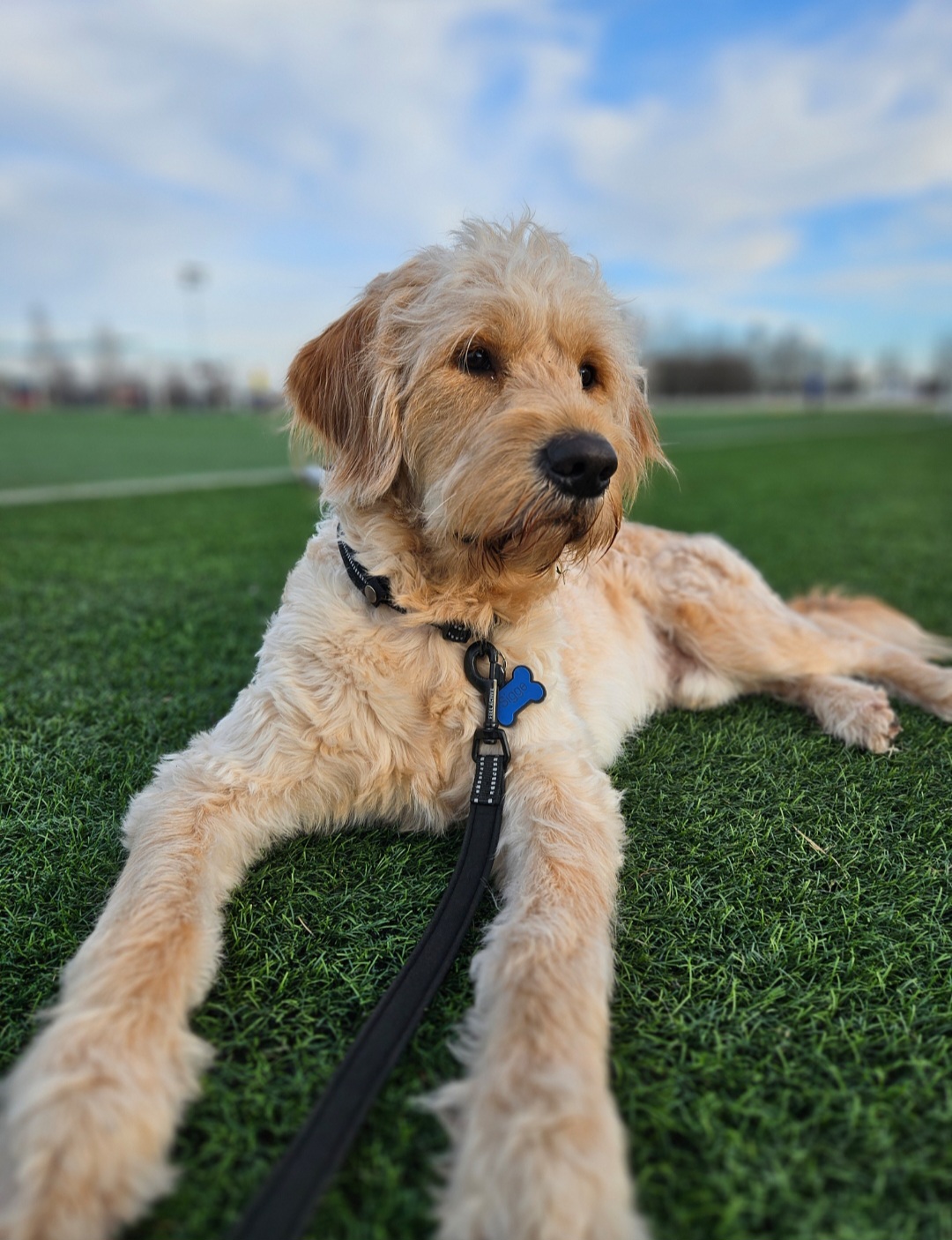 Sigge - Missar aldrig en fotbollsmatch!