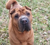 Min Shar Pei flicka Joy