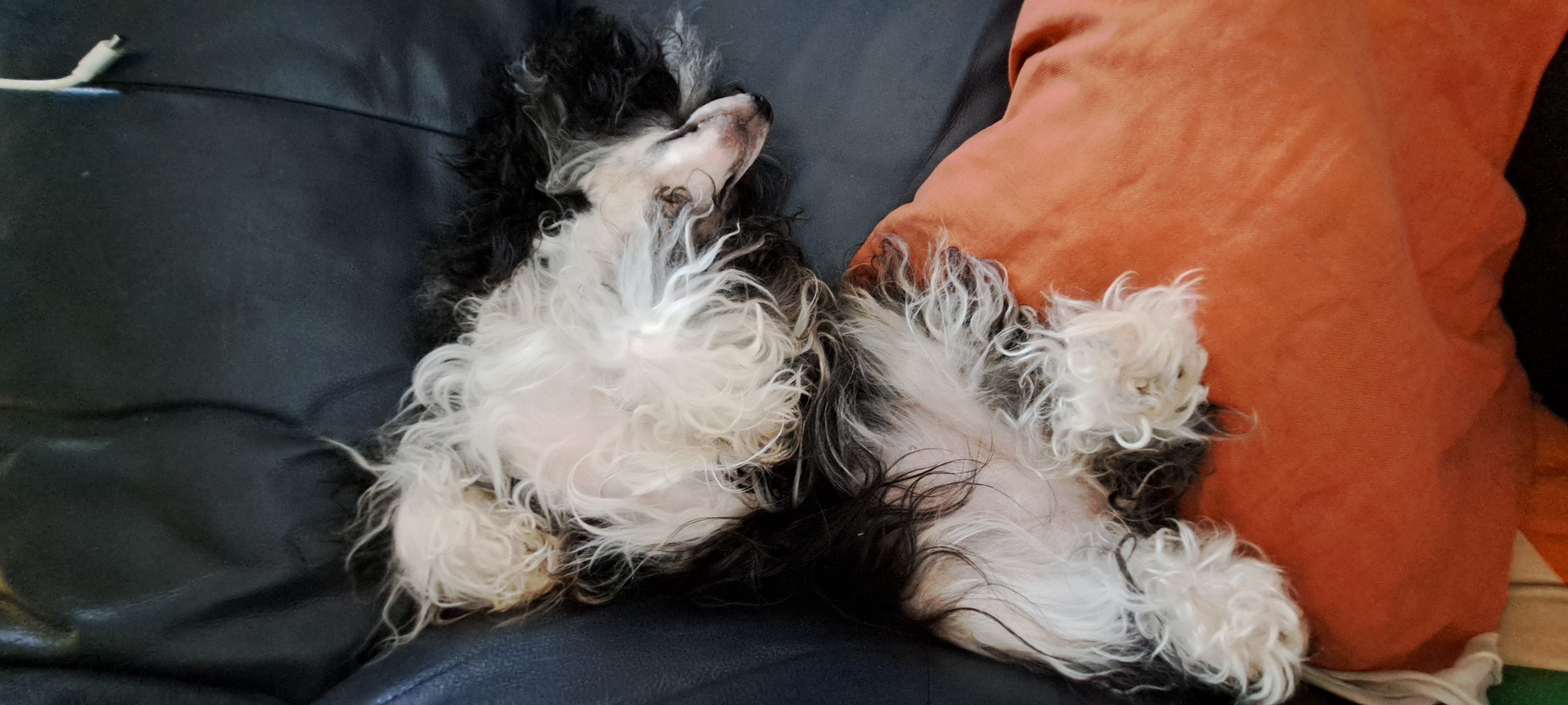 Dixie:s sovställning