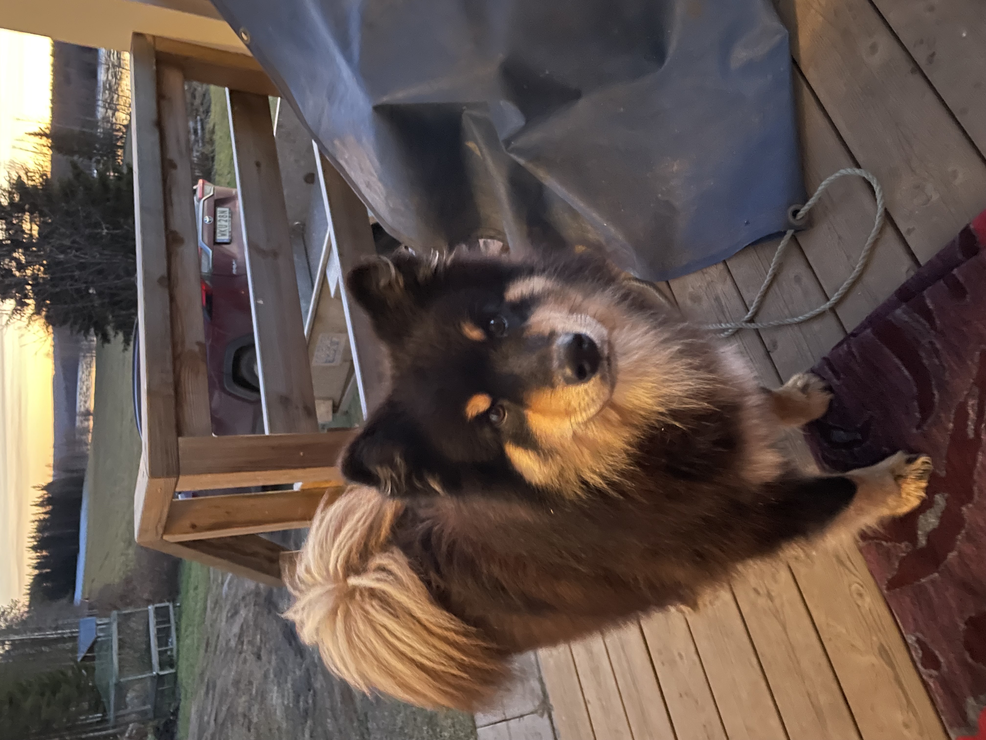 Finsk lapphund Zigge