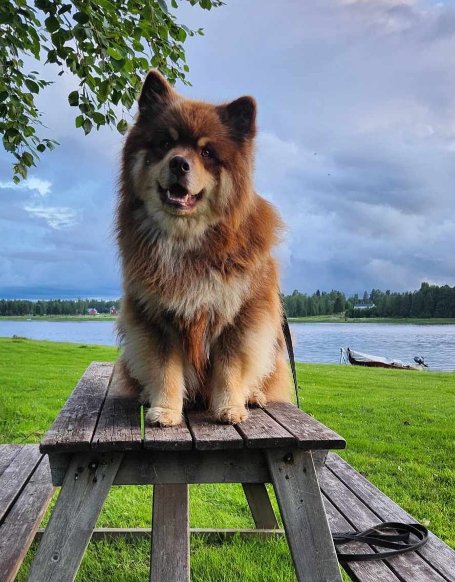 Vår nallebjörn Cosmo