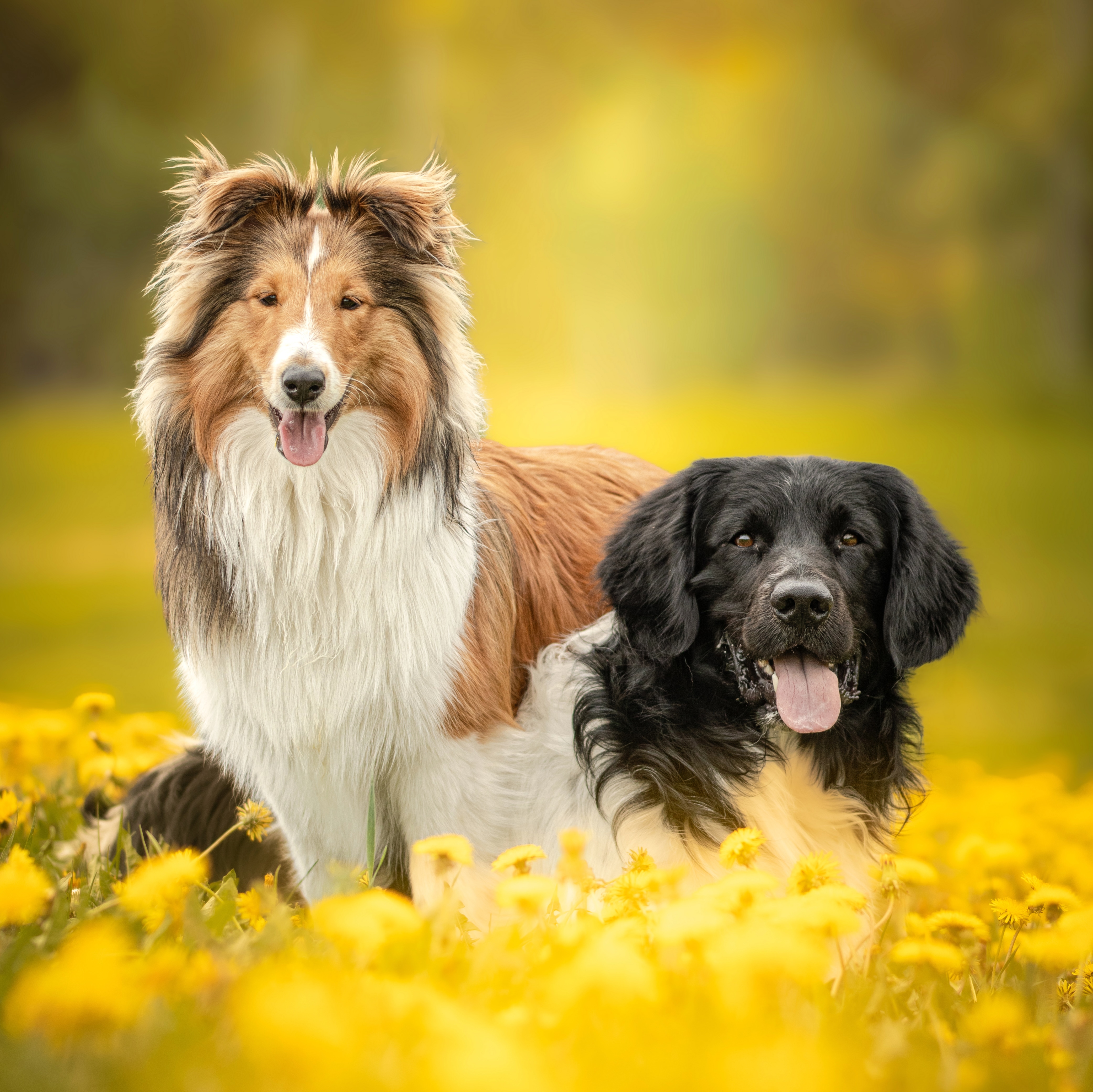 Puh och Ior på äventyr