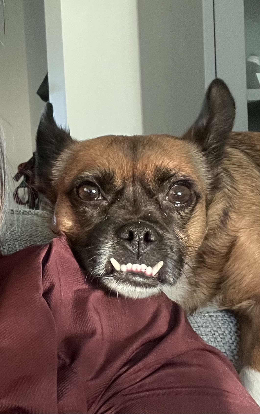 Chillar på mattes axel