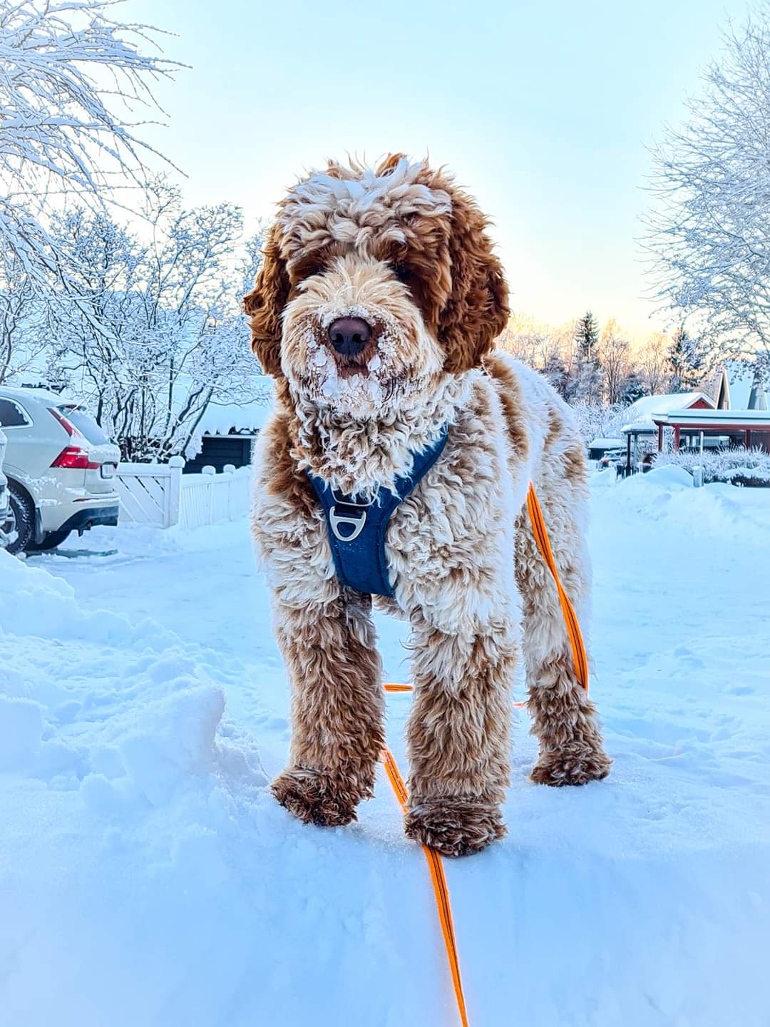 Bilbo, min Bilbo ????