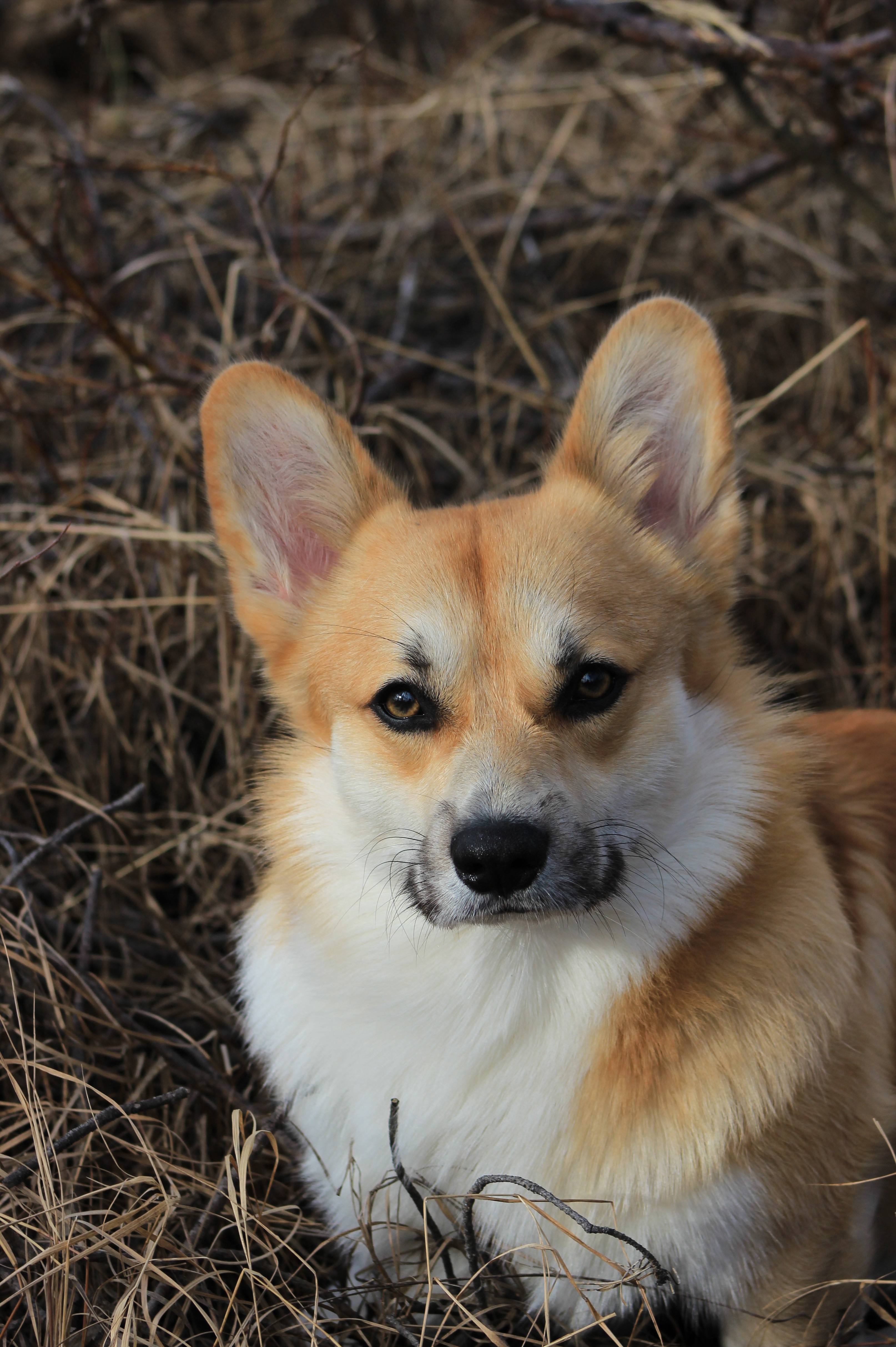 Dennis, 1,5 år (Welsh corgi pembroke)