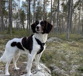 Mixi, kleiner münsterländer