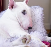 Yolo, bullterrier