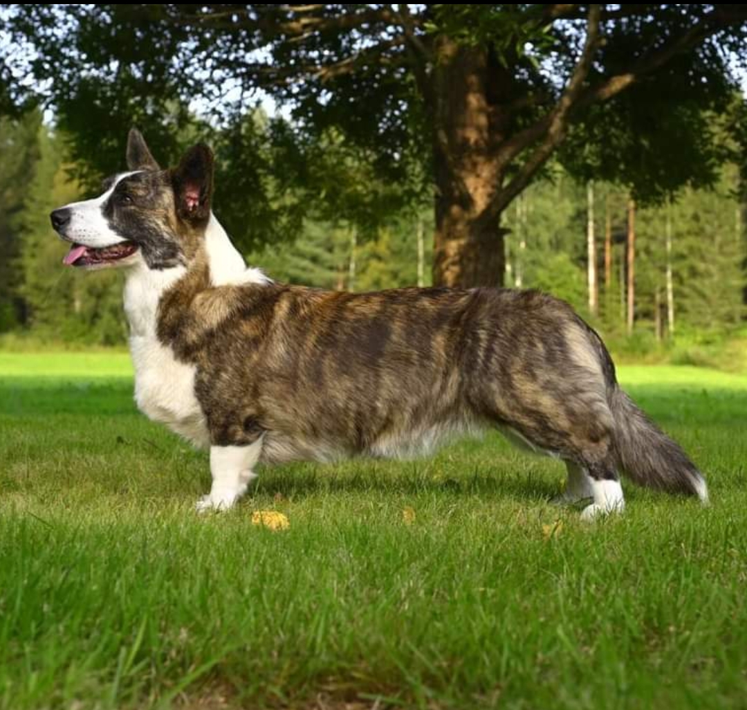 Skymningslandets Lillibet