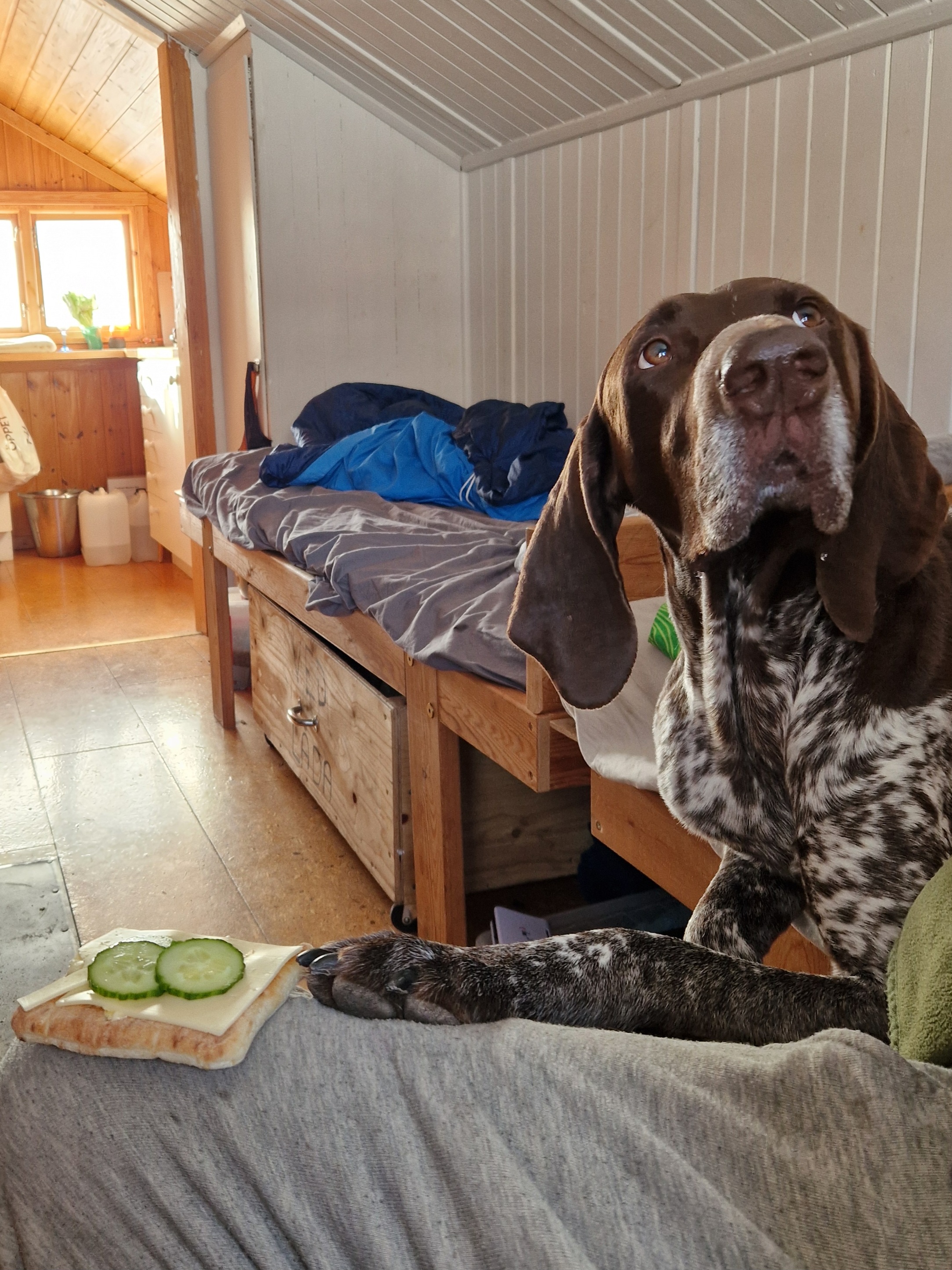 Rico får sin lördagsmacka i fjällstugan