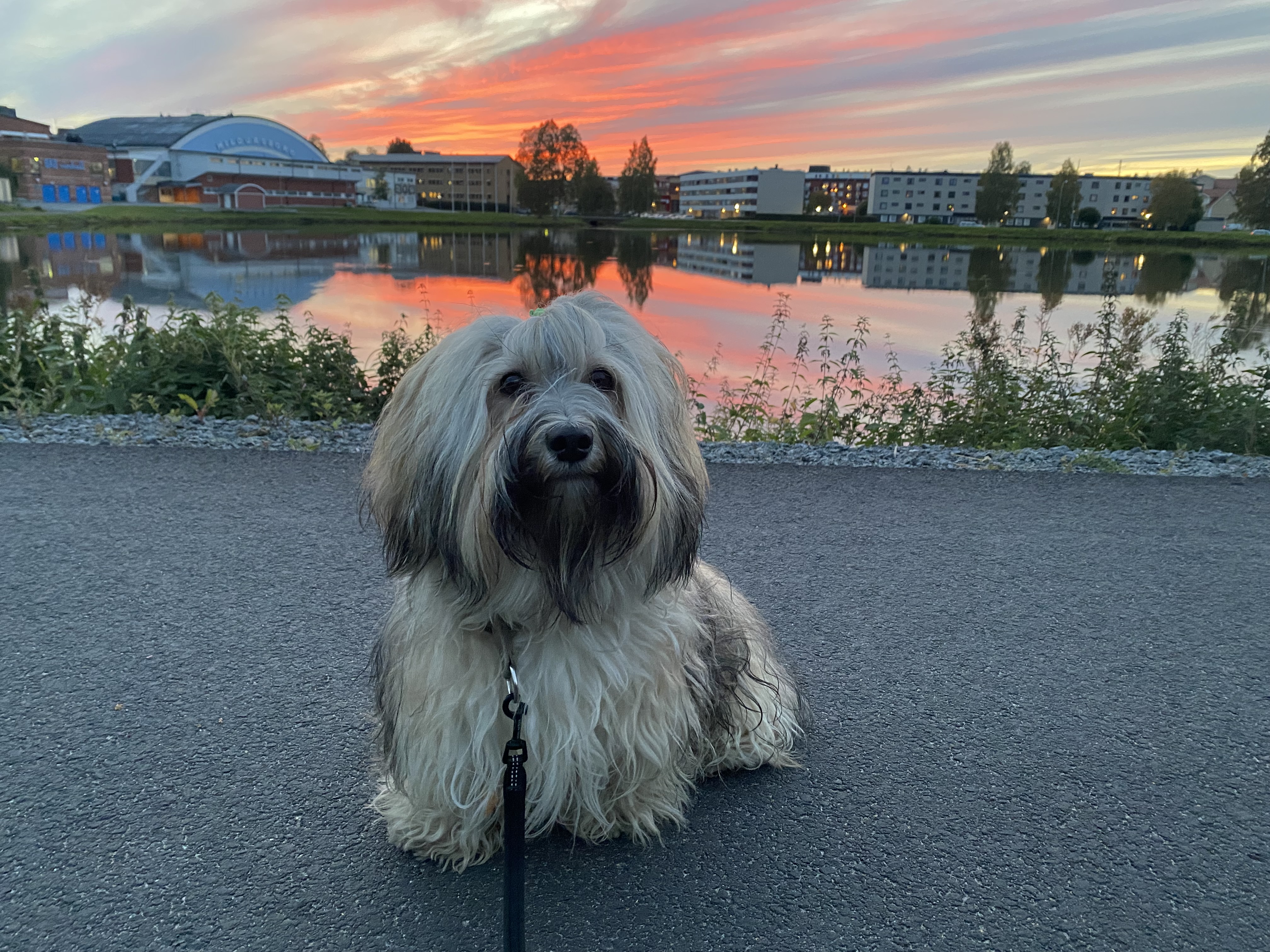 Solnedgång i Boden med fina Eddie ♥️