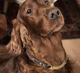 Rebecka