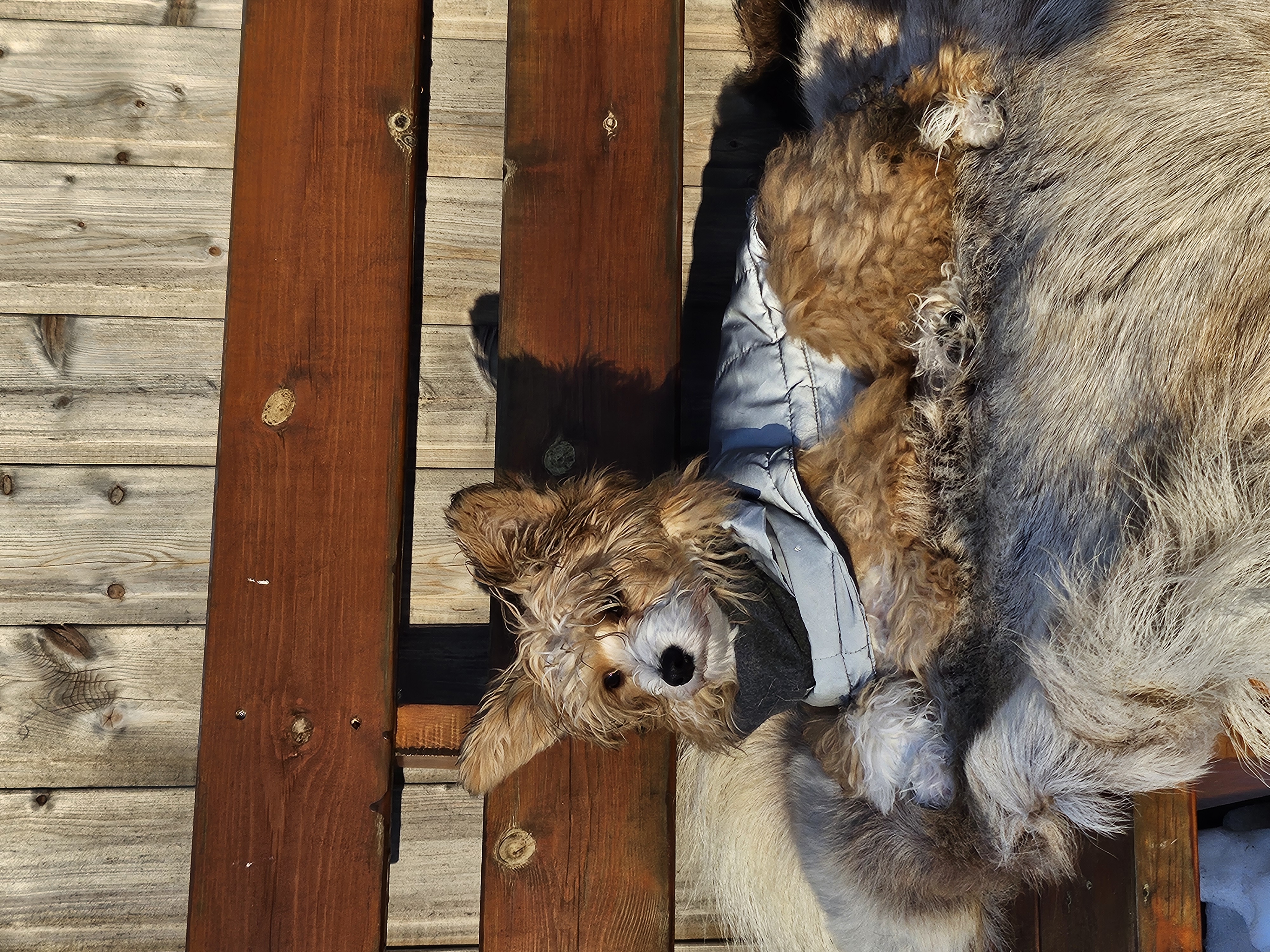 Liva njuter av vår solen på renfällen.