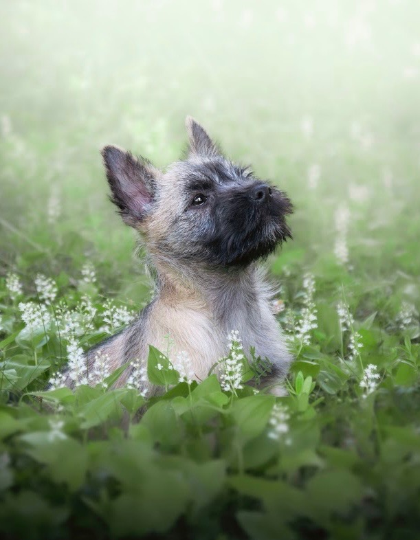 Zanti, skogsstjärnan