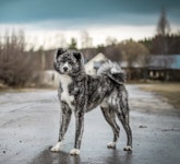 Nedji som ställer upp sig så fint på Källgatan här i Boden.