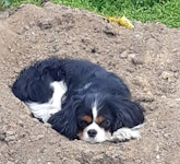 Sötpotatis