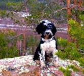 Milou vid luleälven/Bodsvedjan